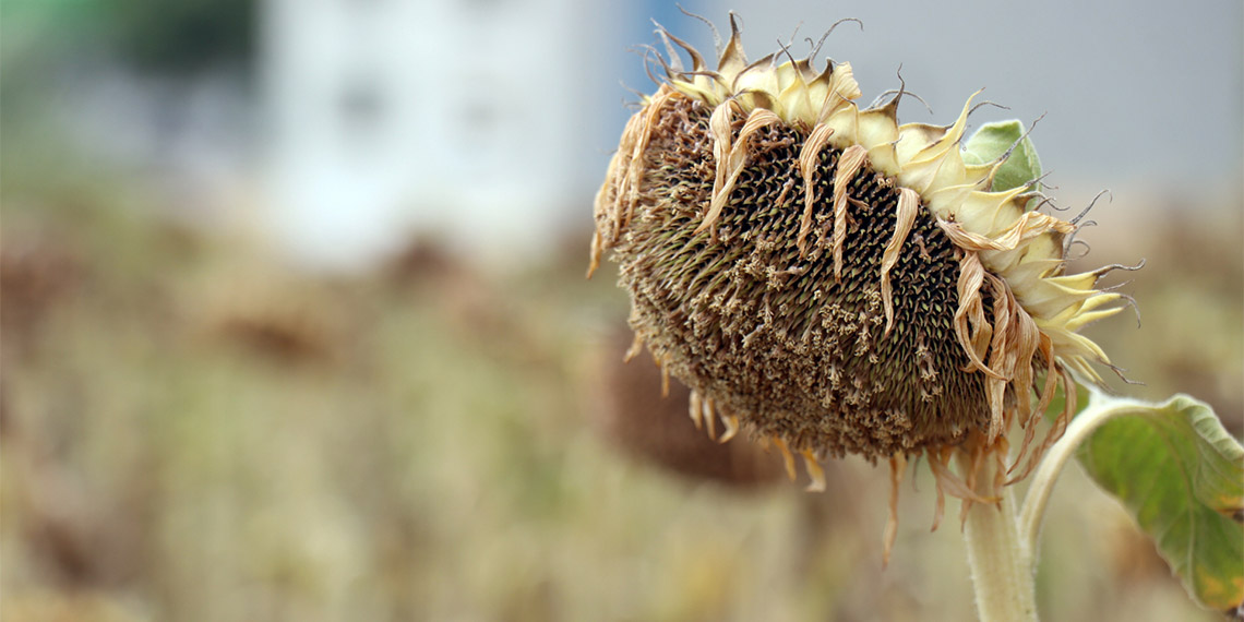 Trakya'da üreticinin 'sarı gelin' olarak adlandırdığı ayçiçeğinde hasat dönemi başladı. Yüksek seyreden sıcaklık nedeniyle yeteri kadar dane oluşmadı, kuraklık stresi ayçiçeğini vurdu.