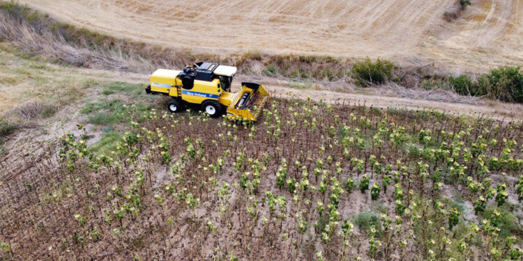 Kuraklık stresi ayçiçeğini vurdu