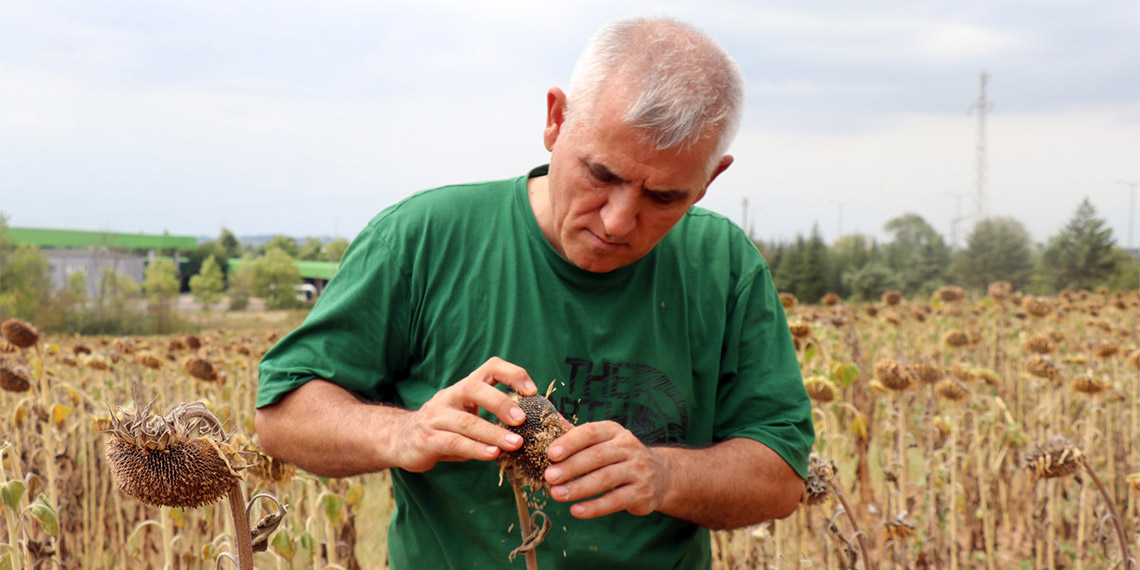 Kuraklık stresi ayçiçeğini vurdu