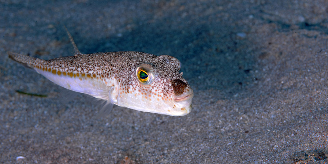 Akdeniz Üniversitesi'nden (AÜ) Prof. Dr. Mehmet Gökoğlu, Akdeniz Körfezi'ne Kızıldeniz'den gelerek yerleşen, aralarında balıkların da olduğu istilacı deniz canlılarının türünde azalma olmadığını belirterek, “5 yıl içinde tür sayısı 90'a ulaşacak" dedi.