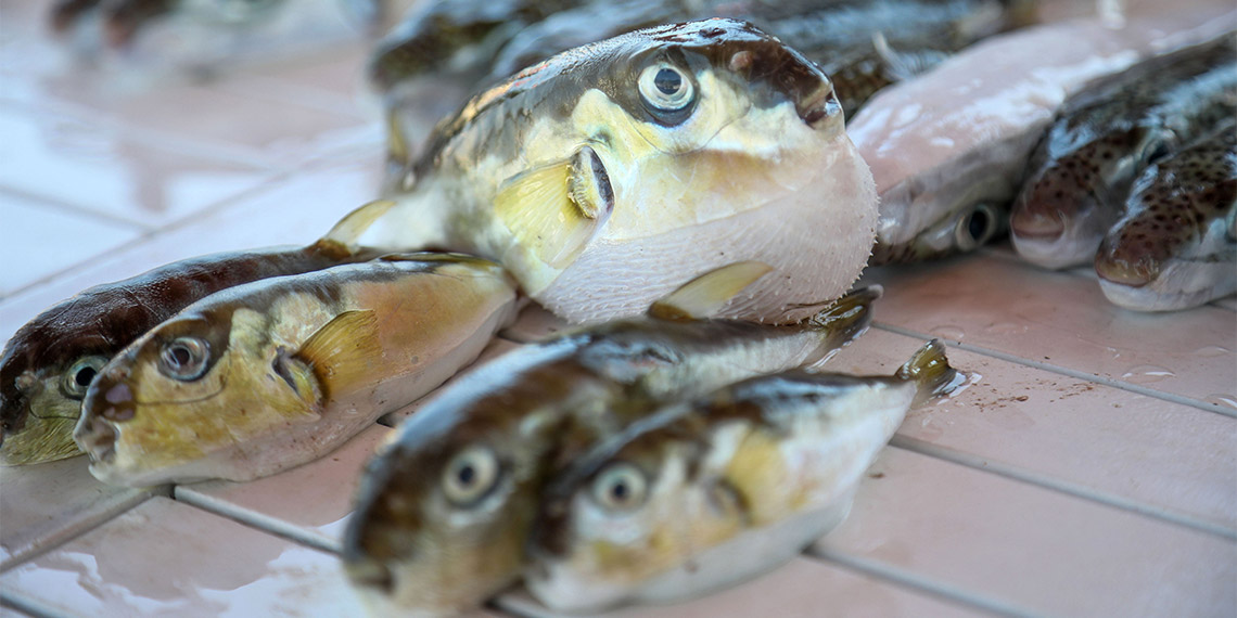 İstilacı deniz canlıları türünde azalma yok