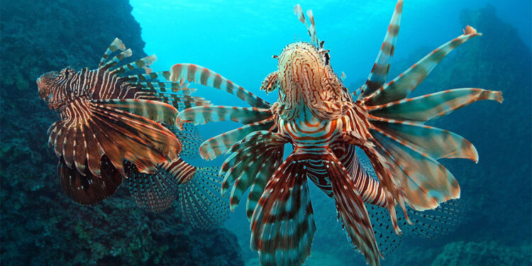 İstilacı deniz canlıları türünde azalma yok