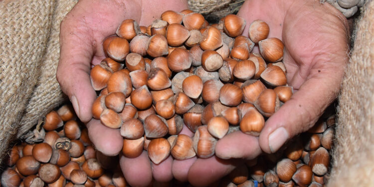 Yeni sezonun ilk fındıkları pazara indi