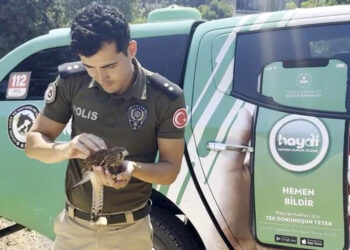 Sıcaktan bitkin düşen kerkeneze polis müdahalesi