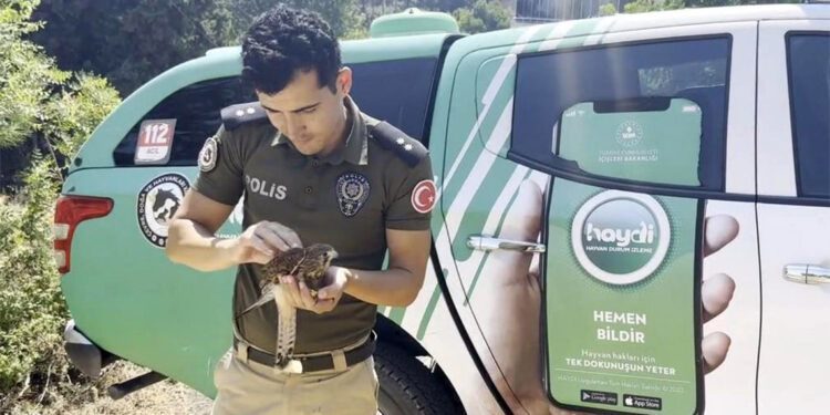 Sıcaktan bitkin düşen kerkeneze polis müdahalesi