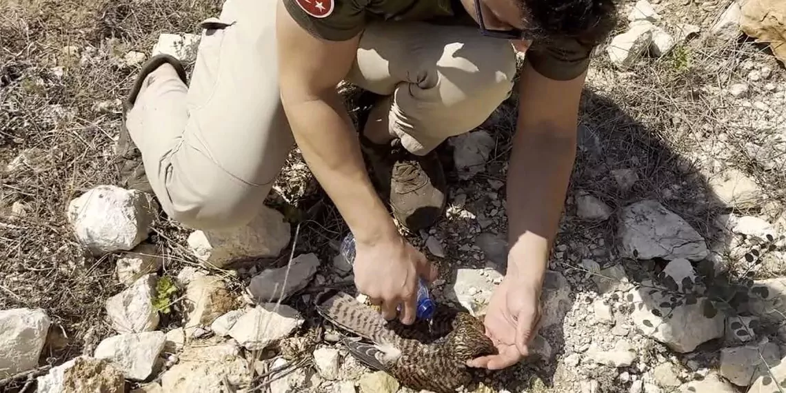 Sıcaktan bitkin düşen kerkeneze polis müdahalesi