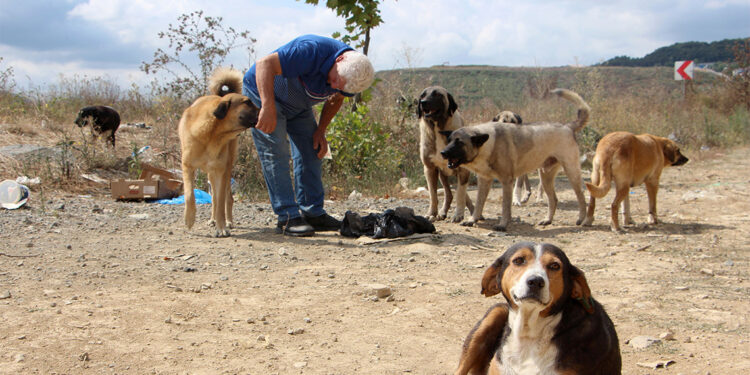 Sokak köpeklerini besledikleri sırada darbedildiler