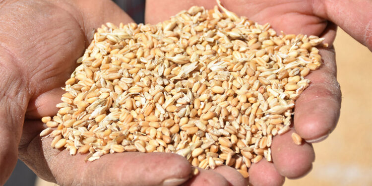 'Sarı pas' hastalığı nedeniyle tarım ürünlerinde kalite düştü