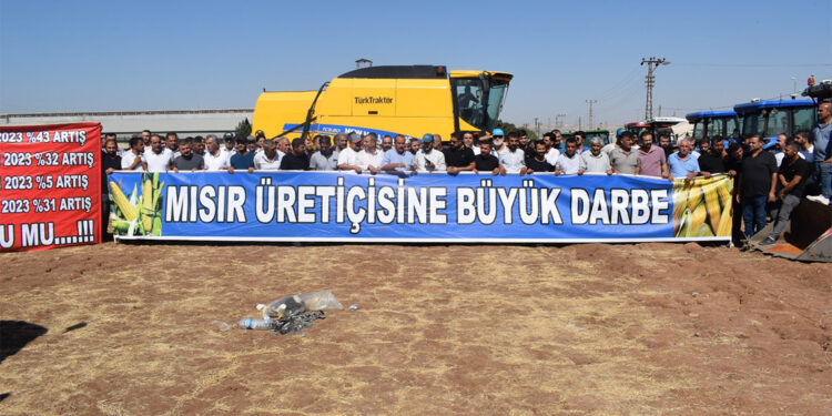Mısır üreticisine büyük darbe