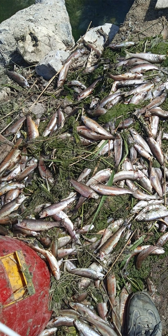 Oksijensiz kalan 325 ton alabalık öldü