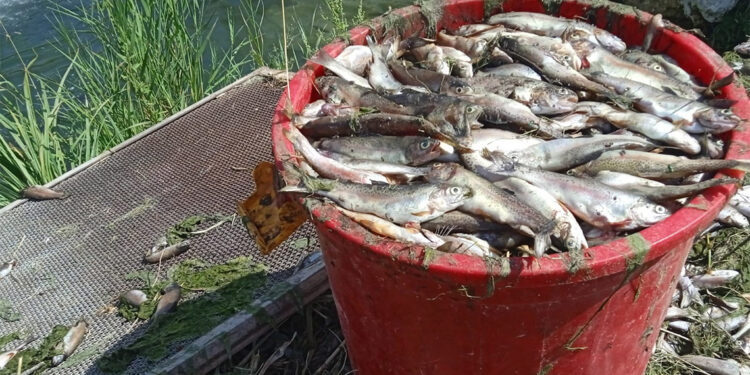 Oksijensiz kalan 325 ton alabalık öldü