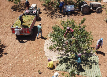 Güneydoğu'da Antep fıstığının hasadı başladı