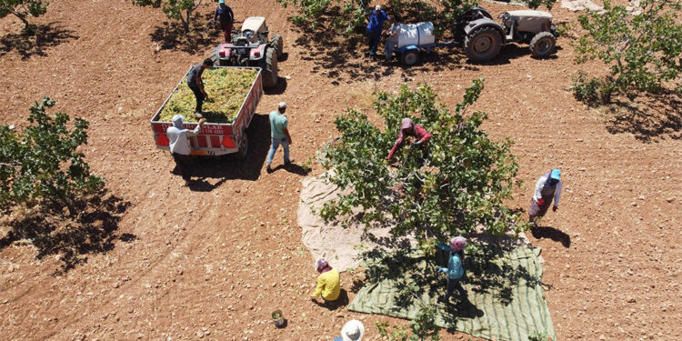 Güneydoğu'da Antep fıstığının hasadı başladı