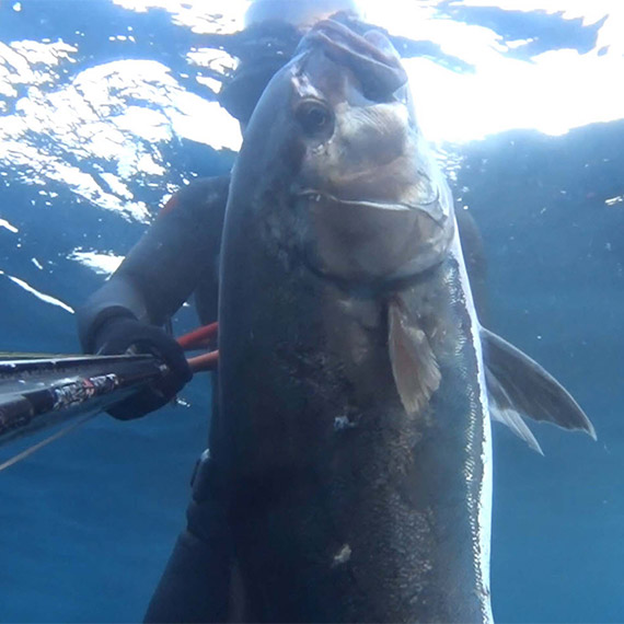 Zıpkınla 22 kiloluk akya avladı