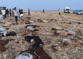 Zirai ilaç tespit edilen sudan içen 110 küçükbaş öldü