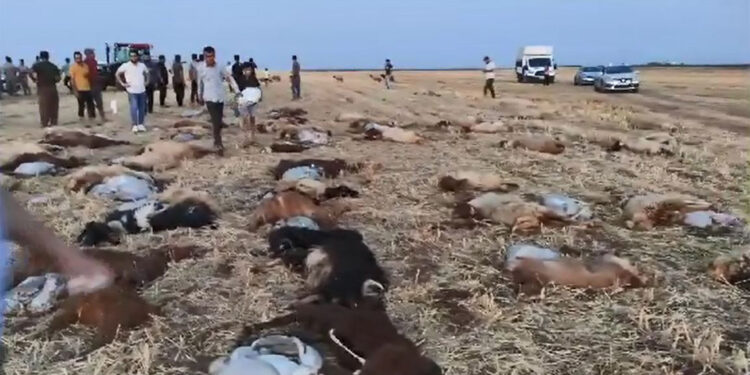 Zirai ilaç tespit edilen sudan içen 110 küçükbaş öldü