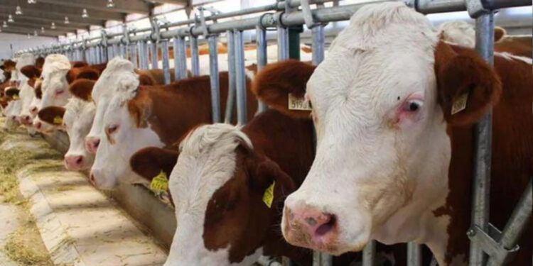 2023'te büyükbaş ve küçükbaş hayvan sayısı azaldı