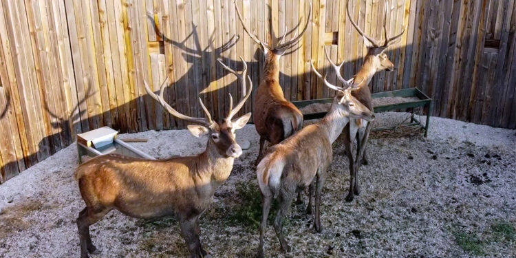 4 kızılgeyik Salda Gölü yakınlarında doğaya salındı