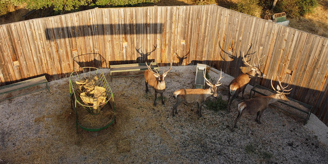 4 kızılgeyik Salda Gölü yakınlarında doğaya salındı