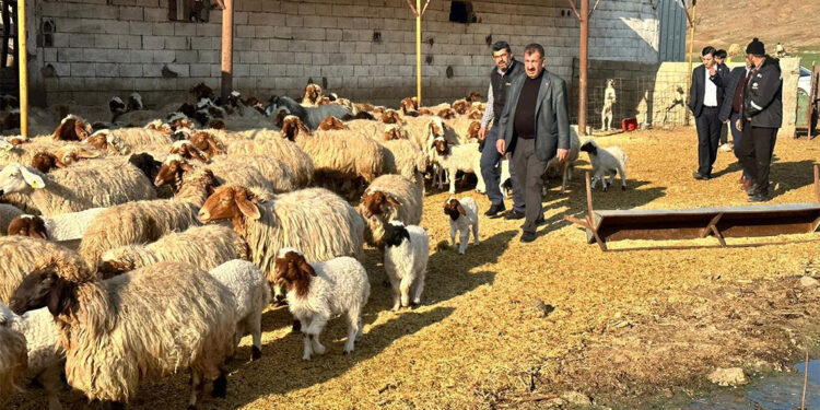 Deprem bölgesine küçükbaş hayvan dağıtımı tamamlandı