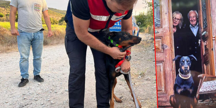 Aç bırakılıp GPS takılan Tina, her defasında eve döndü