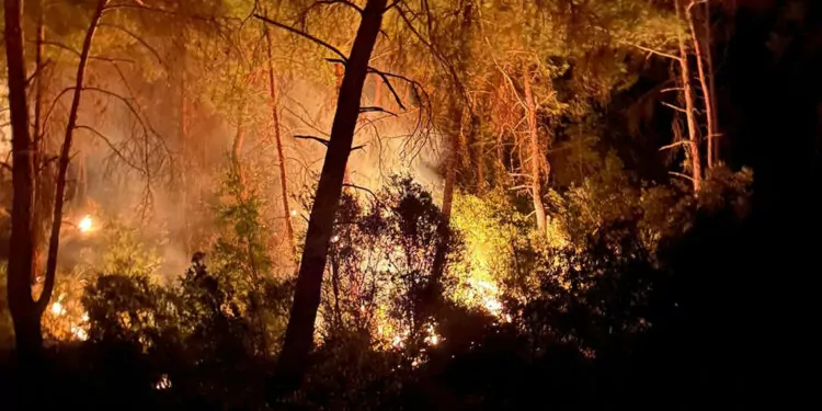 Adana'nın i̇mamoğlu ilçesinde orman yangını