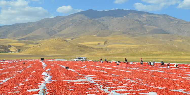 Adilcevaz’dan İtalya'ya kurutulmuş domates ihracatı