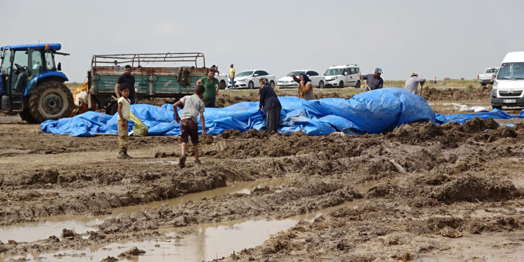 Aksaray'da yağmur ve dolu, çerezlik ayçiçeğini vurdu