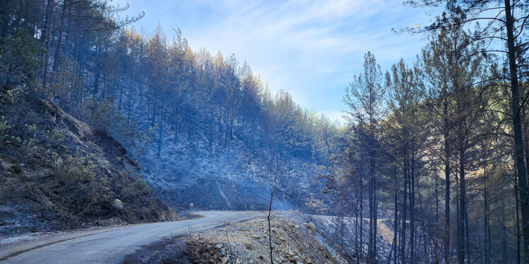 Alanya'daki orman yangınında 2'nci gün  