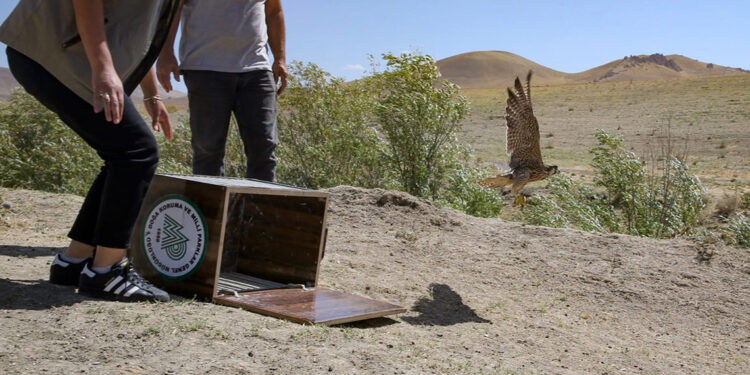 Alıkonulan GPS takip cihazlı gökdoğan, kurtarıldı