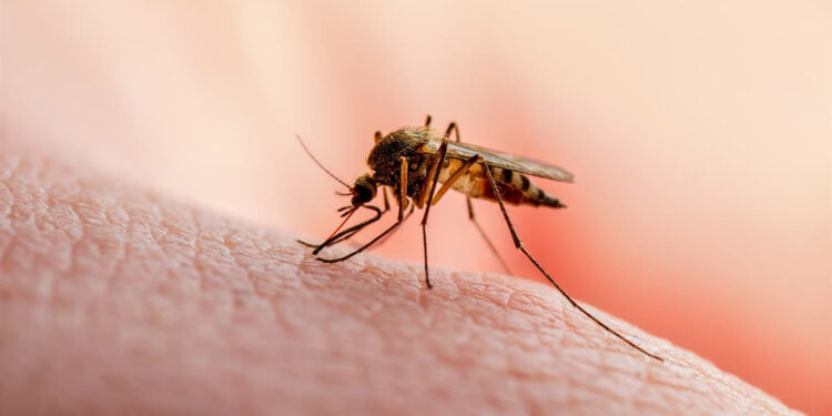 Alyuvarlar, sıtmanın mutasyonlarına karşı şekil değiştirdi