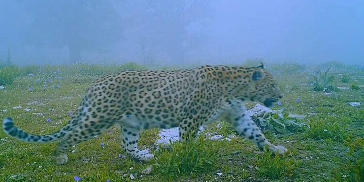 Anadolu parsı, bu kez sislerin arasından çıktı