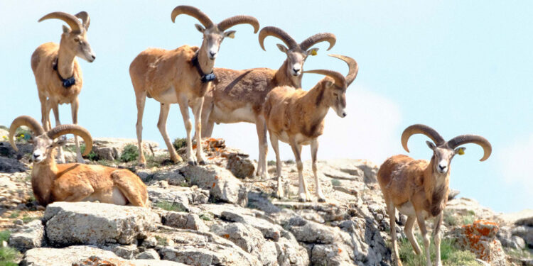 Anadolu yaban koyununu avlama bedeli 675 bin TL