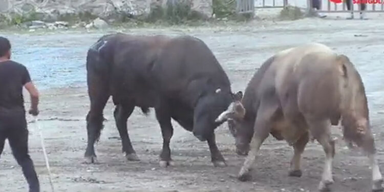 Arenaya damga vurdu; tek boynuzla şampiyon