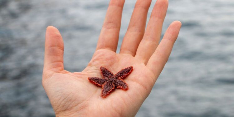 Atlantik denizyıldızı, Türk denizlerini tehdit ediyor