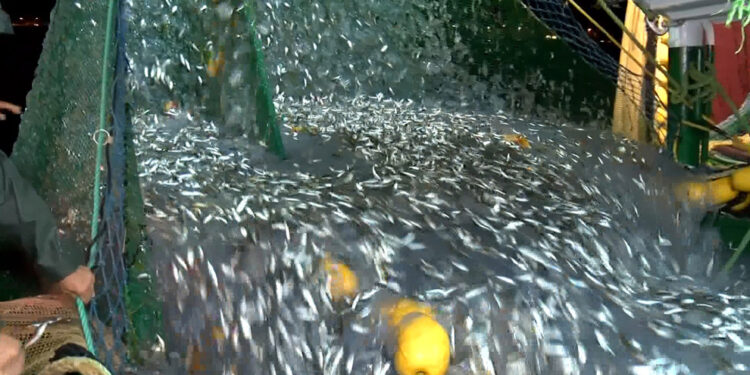 Av yasağı bitti, Gürpınar Balık Hali'nde hareketlilik başladı