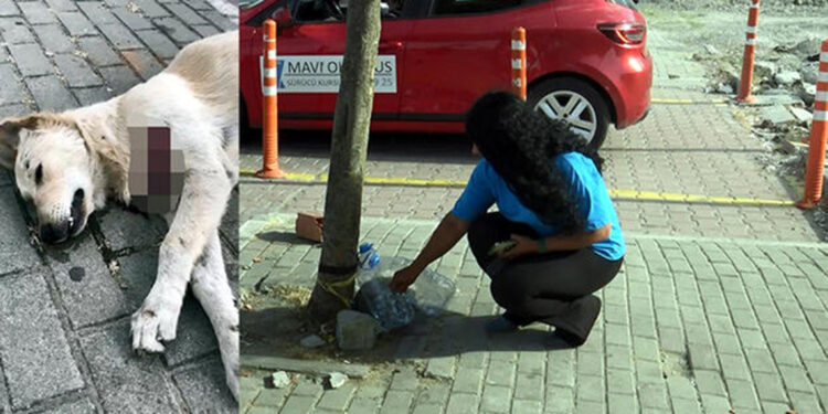 Avcılar'da sokak hayvanları kesici aletle öldürüldü