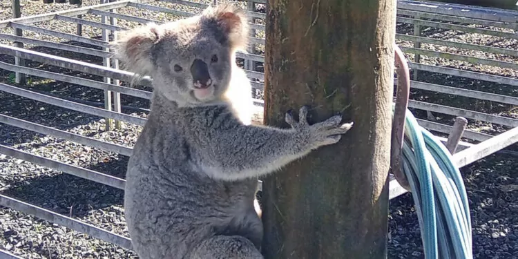 Avustralya'da aylardır fideleri yiyen hırsız koala çıktı