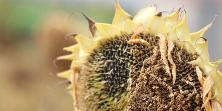 Ayçiçeğinde avans ödeme fiyatı açıklandı