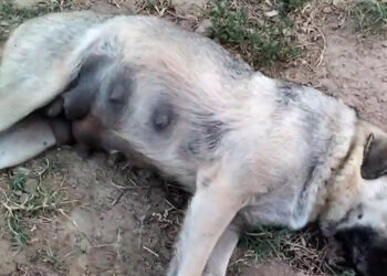 Aydın'da köpek ölümlerine inceleme