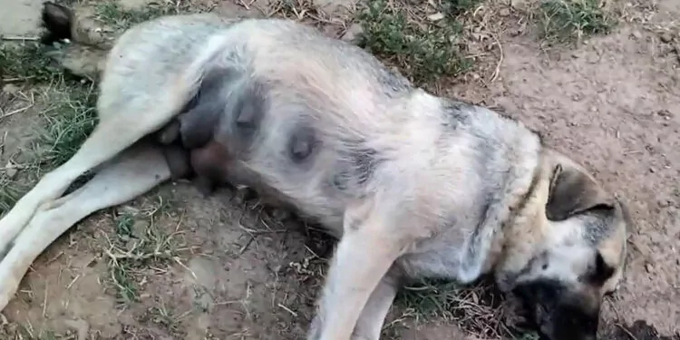 Aydın'da köpek ölümlerine inceleme