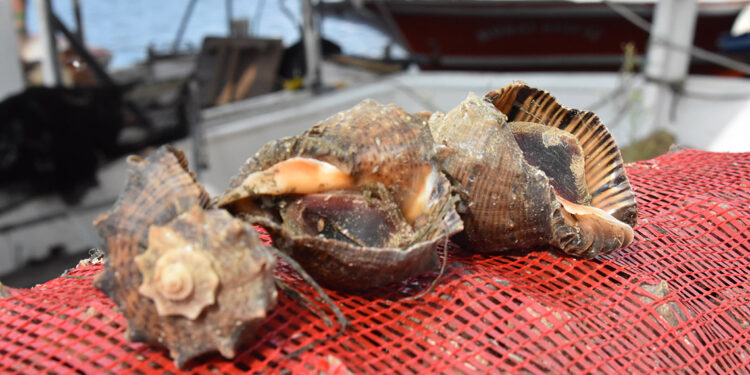Balıkçılar, deniz salyangozu avcılığına yöneldi