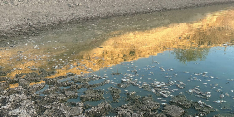 Batman'da suyu çekilen gölette yüzlerce balık öldü