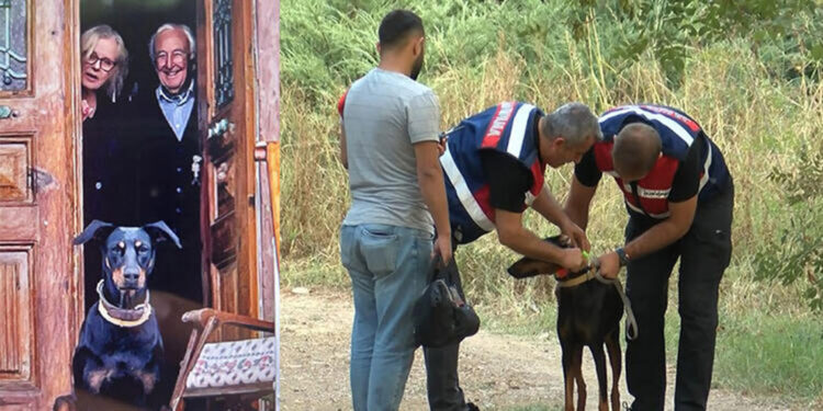 Berzeg'in köpeği Tina'nın tahlillerinden de sonuç çıkmadı