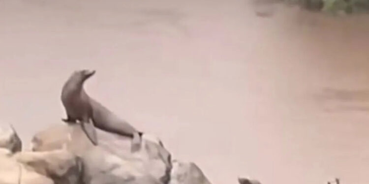 Bir deniz aslanı, Central Park'taki su baskınında kaçtı