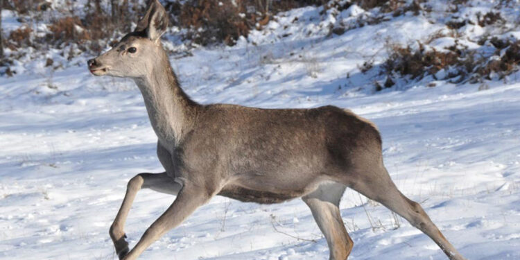 Bolu Barosu, kızılgeyikler için ihale iptal davası açtı