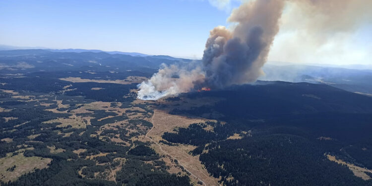 Bolu'da ormanda yangın