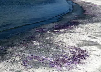 Burdur gölü sahili mor renge büründü
