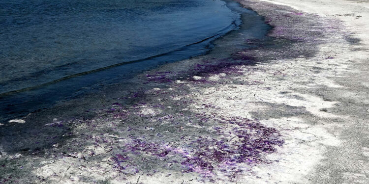 Burdur Gölü sahili mor renge büründü