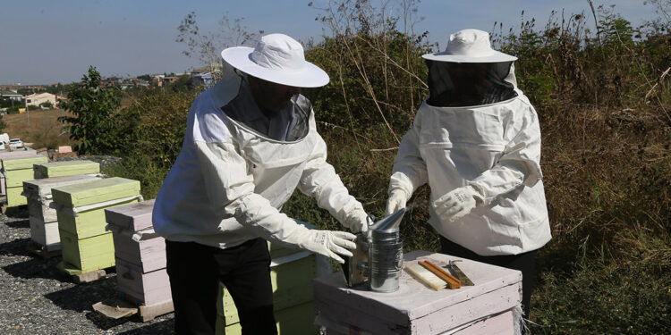 Büyükçekmece'de ilk bal hasadı gerçekleşti